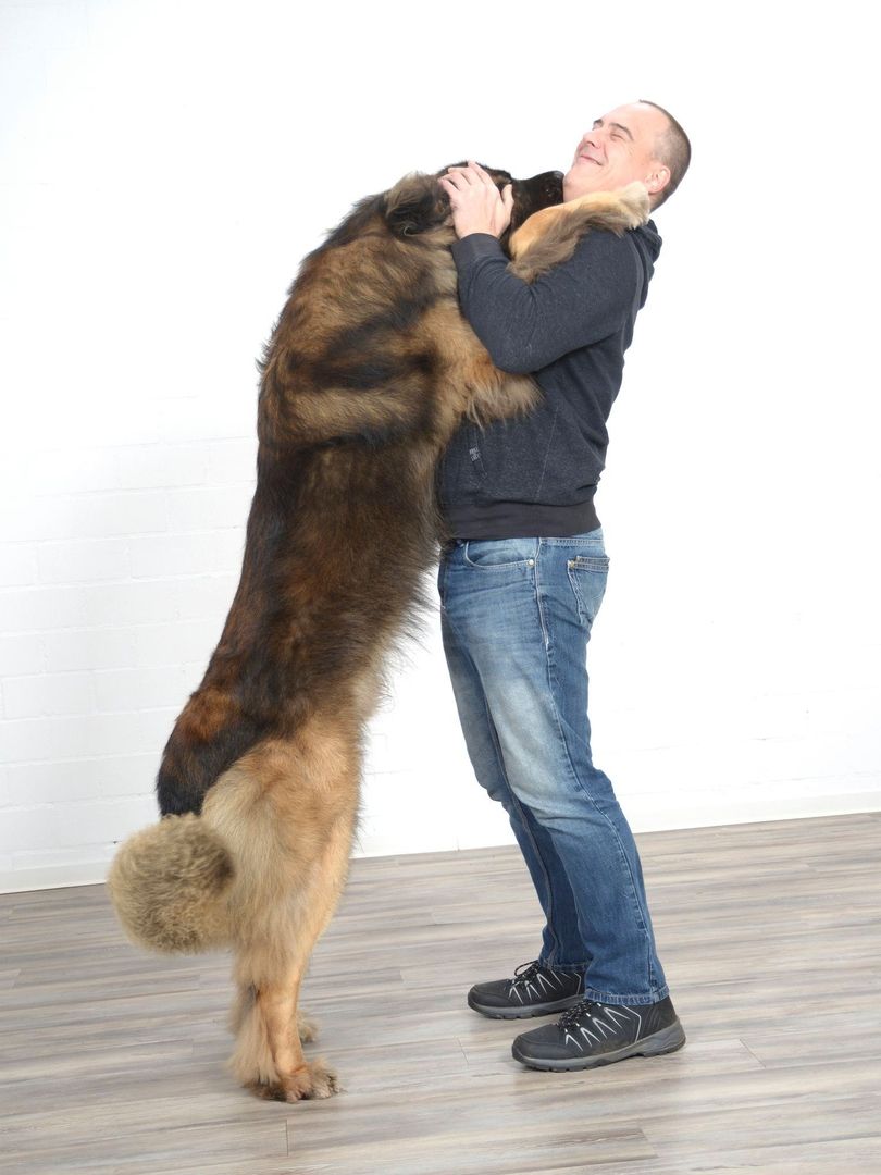 Ein großer Hund, der auf seinen Hinterbeinen steht und eine Person in Freizeitkleidung umarmt